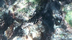 Eucidaris galapagensis