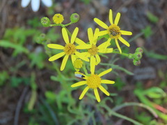 Senecio burchellii