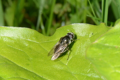 Cheilosia