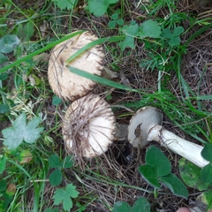 Suillus viscidus