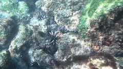 Eucidaris galapagensis