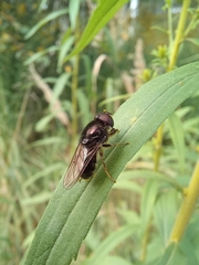 Eristalinae