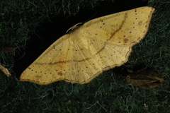 Cyclophora punctaria