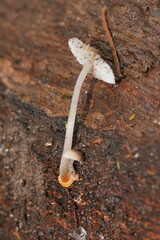 Mycena carmeliana