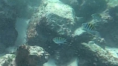 Abudefduf troschelii