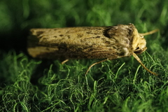 Axylia putris