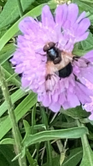 Volucella