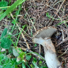 Suillus viscidus