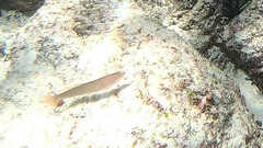 Halichoeres dispilus