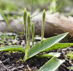 Glossodia major
