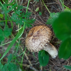 Suillus viscidus