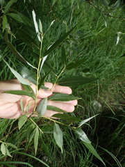 Salix euxina