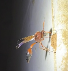 Delta dimidiatipenne