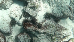 Eucidaris galapagensis