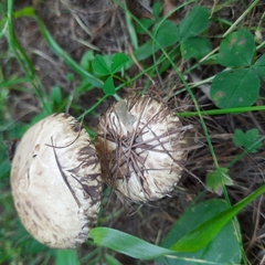 Suillus viscidus