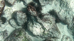 Eucidaris galapagensis