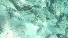 Anisotremus espinozai