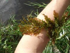 Potamogeton crispus