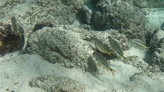 Anisotremus espinozai