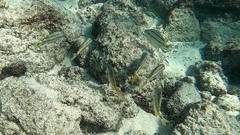 Anisotremus espinozai