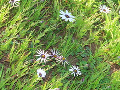 Dimorphotheca pluvialis