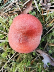 Russula sanguinea