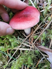 Russula sanguinea