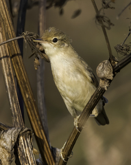 Acrocephalus dumetorum