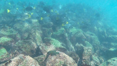 Prionurus laticlavius