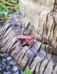 Duttaphrynus melanostictus