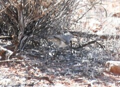 Colluricincla harmonica