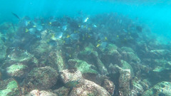 Prionurus laticlavius