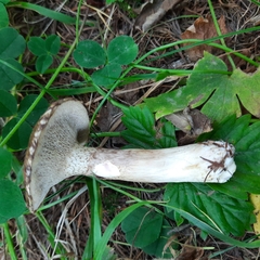 Suillus viscidus