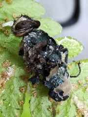 Entomophthora muscae