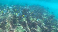 Prionurus laticlavius