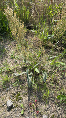 Rumex thyrsiflorus