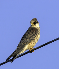 Falco vespertinus