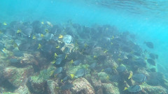 Prionurus laticlavius