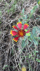 Gaillardia pulchella
