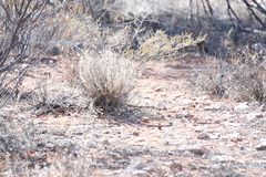 Colluricincla harmonica