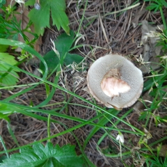 Suillus viscidus