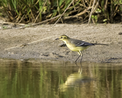 Motacilla citreola