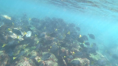 Prionurus laticlavius