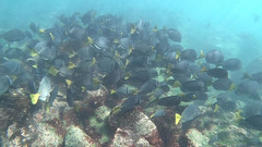 Prionurus laticlavius