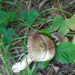 Suillus viscidus