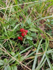 Vaccinium vitis-idaea