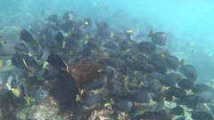 Prionurus laticlavius