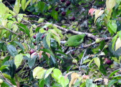 Chloropsis sonnerati