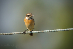 Saxicola stejnegeri