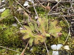 Drosera zeyheri